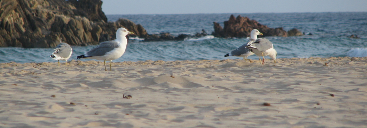 Costa del Sud, Sardiniens Südküste