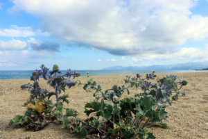 Auf dem Standesamt oder am Strand in Sardinien heiraten