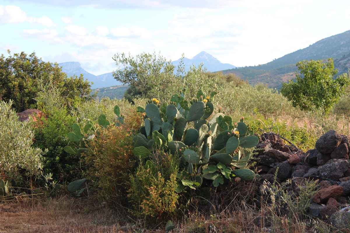 Buche deinen Ausritt in Sardinien zum Bestpreis