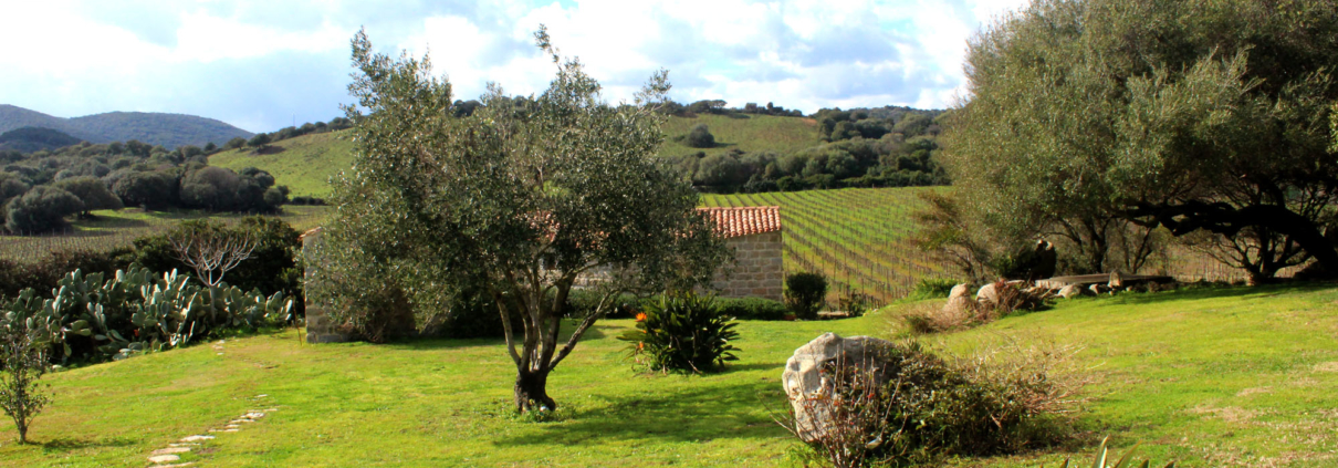 Dreamwedding Sardinien- Hochzeit im Weingut in der Gallura