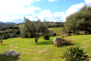 Dreamwedding Sardinien- Hochzeit im Weingut in der Gallura