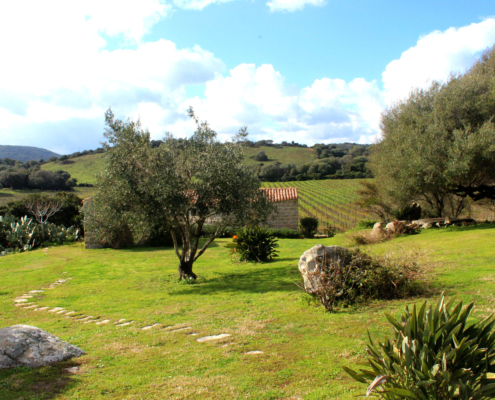 Dreamwedding Sardinien- Hochzeit im Weingut in der Gallura