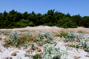 Pienienhaine am Strand von Porto Pino in Südsardinien